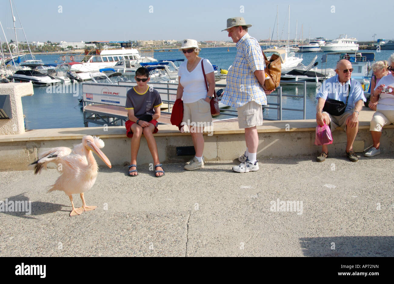 I turisti in cerca di rosa pelican al porto di Pafos sull'isola del Mediterraneo orientale di Cipro UE Foto Stock