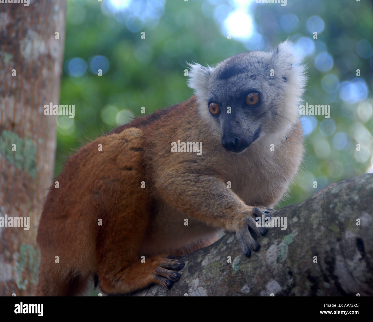 Lemuri, Palmarium Riserva Privata, Lago Ampitabe, Est del Madagascar Foto Stock