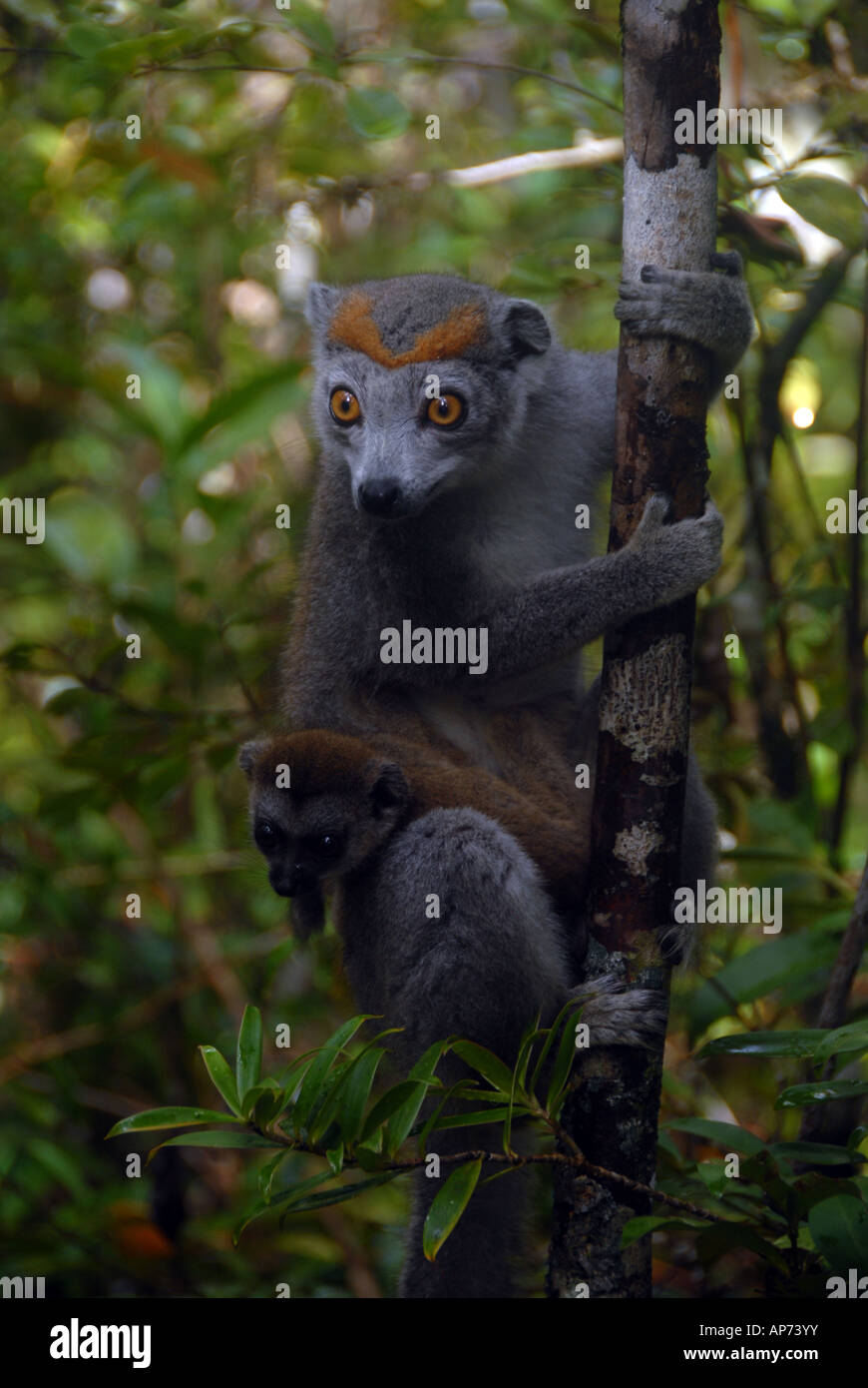 Lemuri con baby, Palmarium Riserva Privata, Lago Ampitabe, Pangalanes, Est del Madagascar Foto Stock