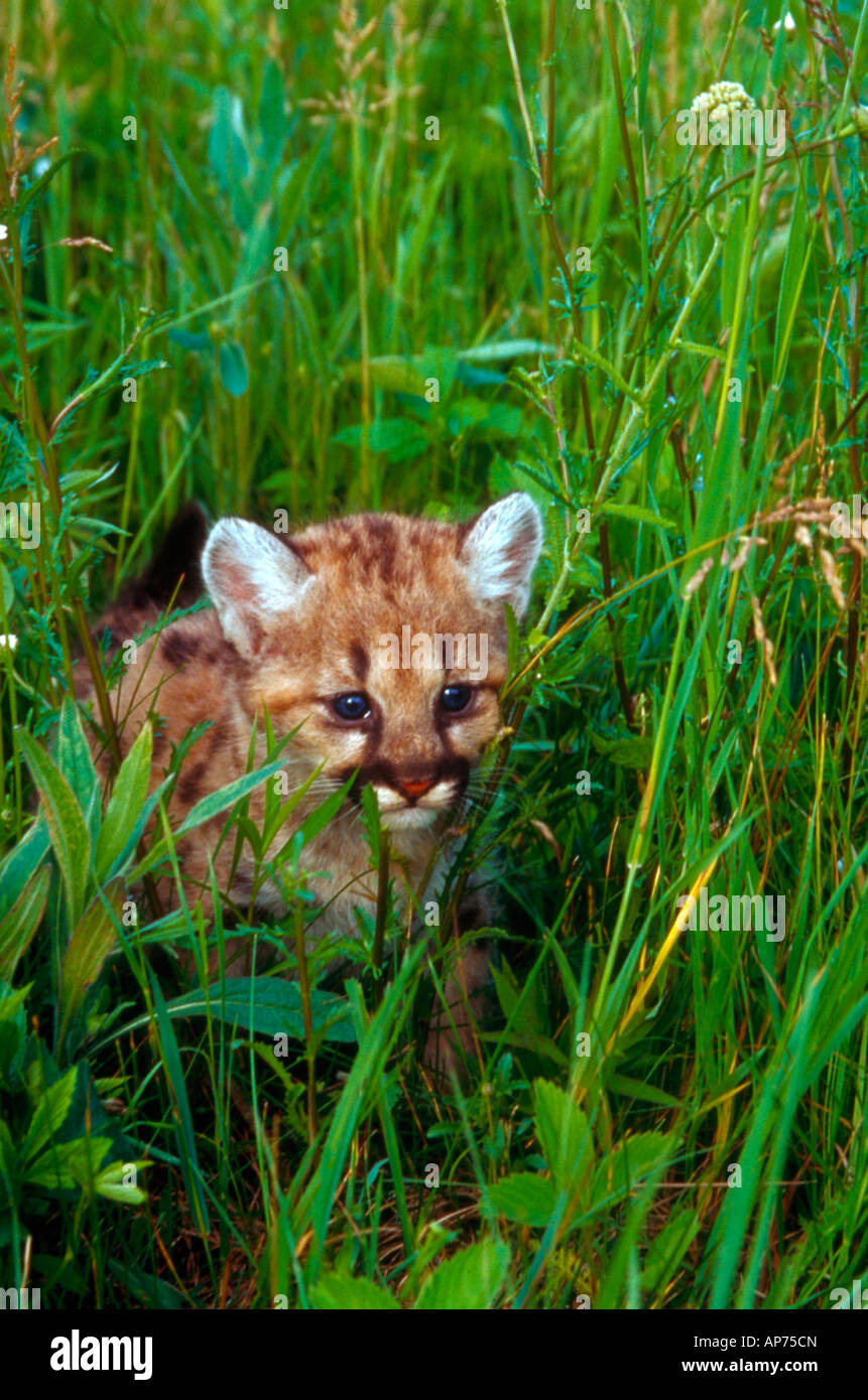 Quattro 4 settimana vecchia montagna LION CUB camminando attraverso l'erba Foto Stock