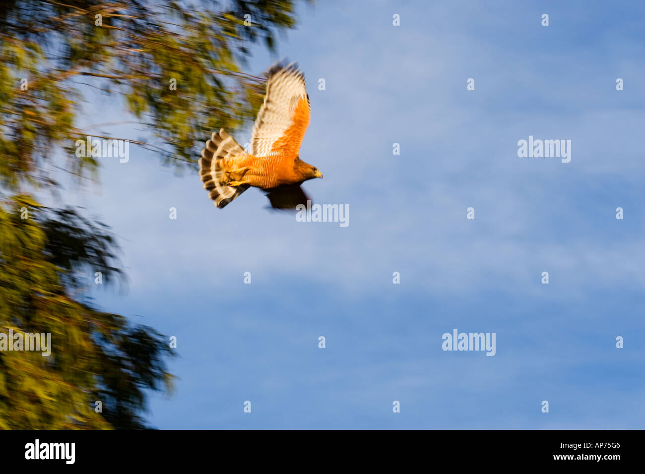 Un falco prende al volo. Foto Stock