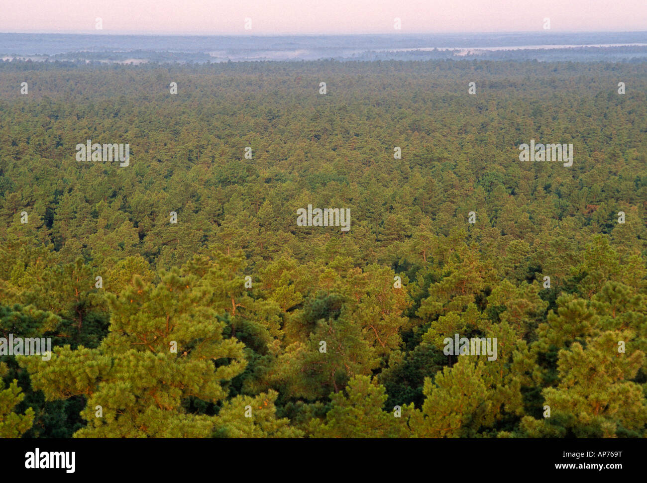 Sunrise luce sulla foresta di pini Pinelands Riserva Nazionale New Jersey Pine Barrens, ad alto angolo di visione Foto Stock