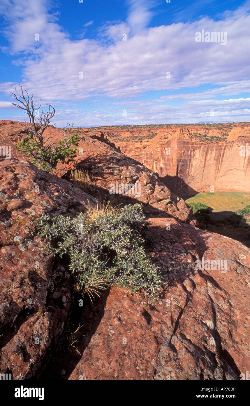 La luce del mattino sul Canyon De Chelly dalla casa di scorrimento si affacciano Canyon De Chelly National Monument in Arizona Foto Stock