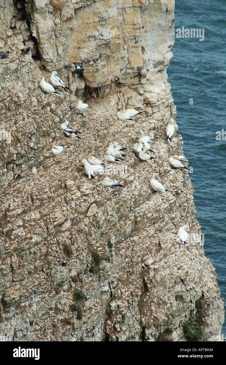 Sule uccelli su Bempton Cliffs NSPB riserva nel Flamborough North Yorkshire Inghilterra Gran Bretagna Regno Unito Regno Unito Foto Stock