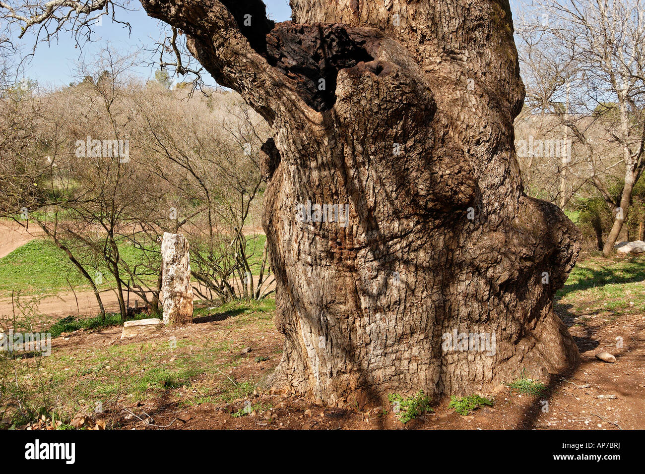 Israele la Bassa Galilea il tronco del Monte Tabor Oak Quercus Ithaburensis albero in Tivon Foto Stock