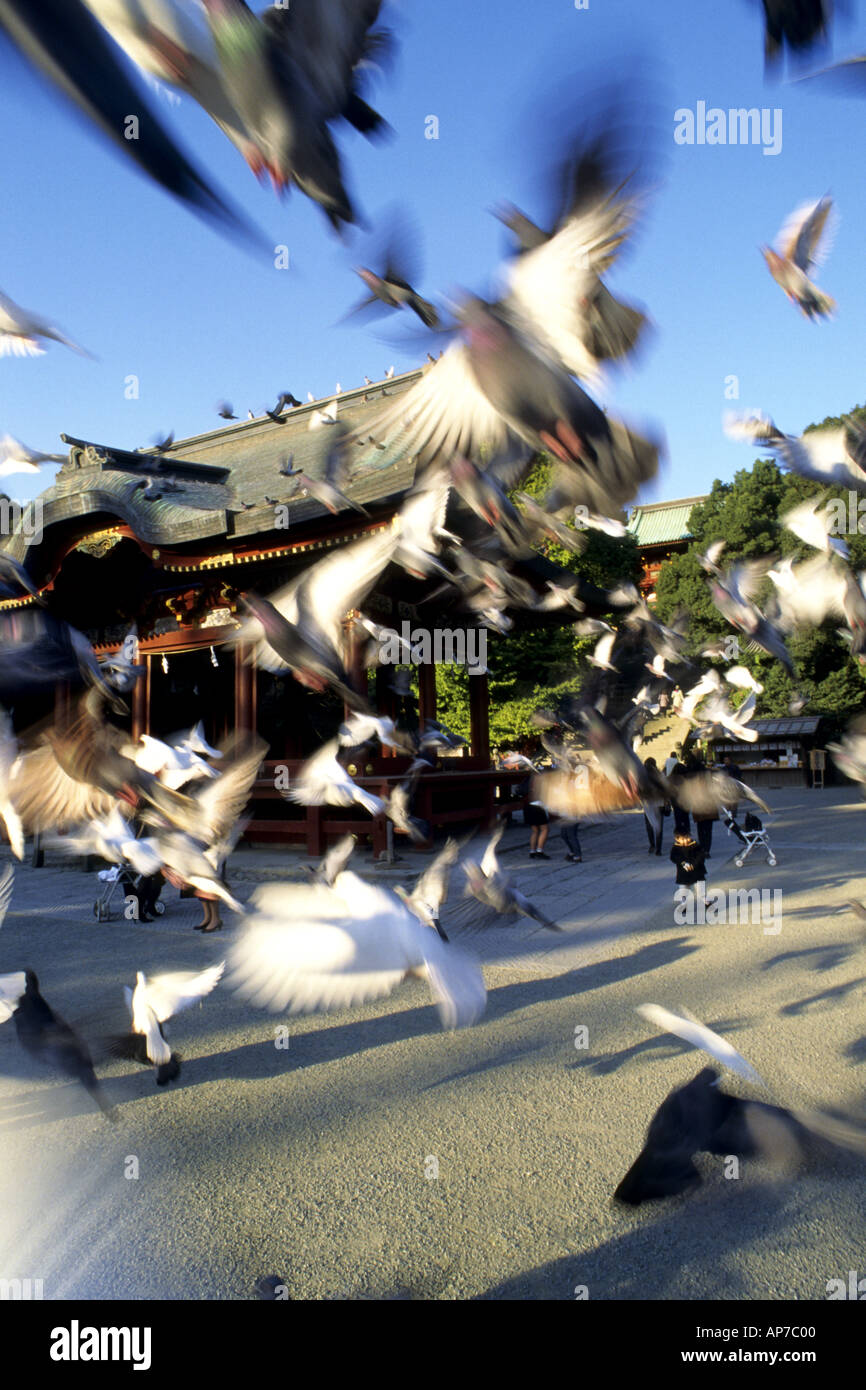 Giappone Kamakura Tsurugaoka Hachimangu sacrario scintoista Foto Stock