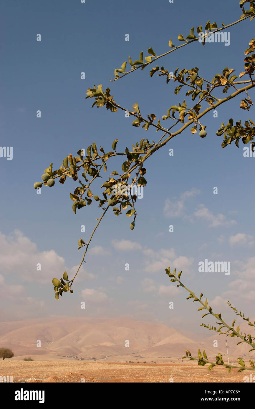 Un ramo di Gerico Balsam tree Balanites Aegyptiaca nella valle del Giordano Foto Stock
