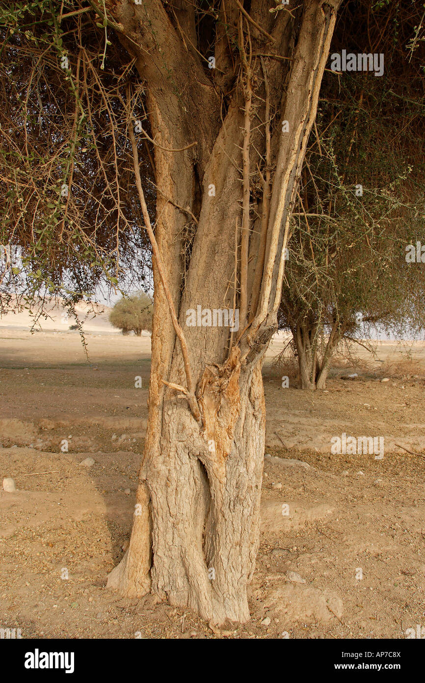 Gerico Balsam tree Balanites Aegyptiaca nella valle del Giordano Foto Stock