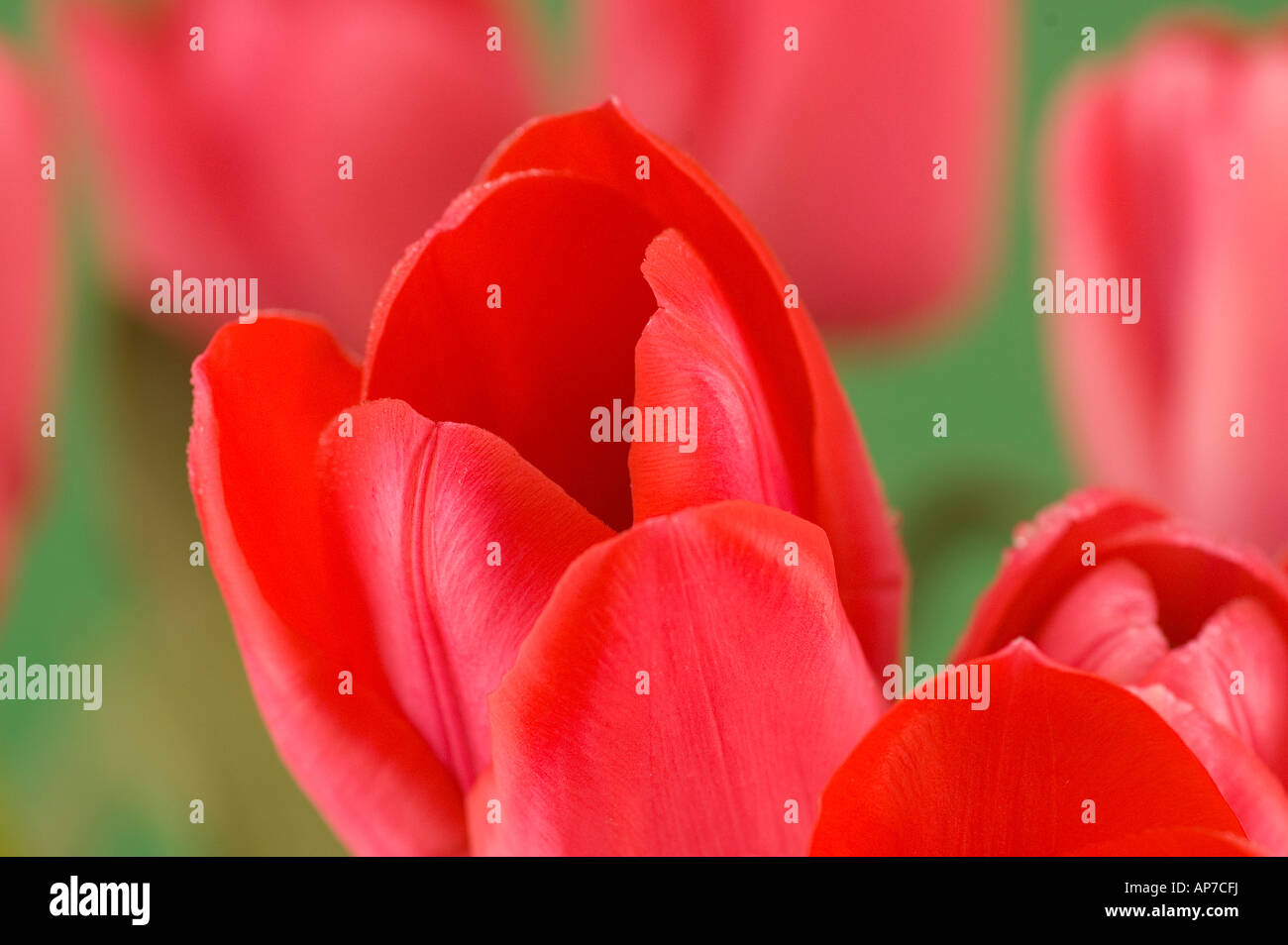 Red tulip flower Foto Stock