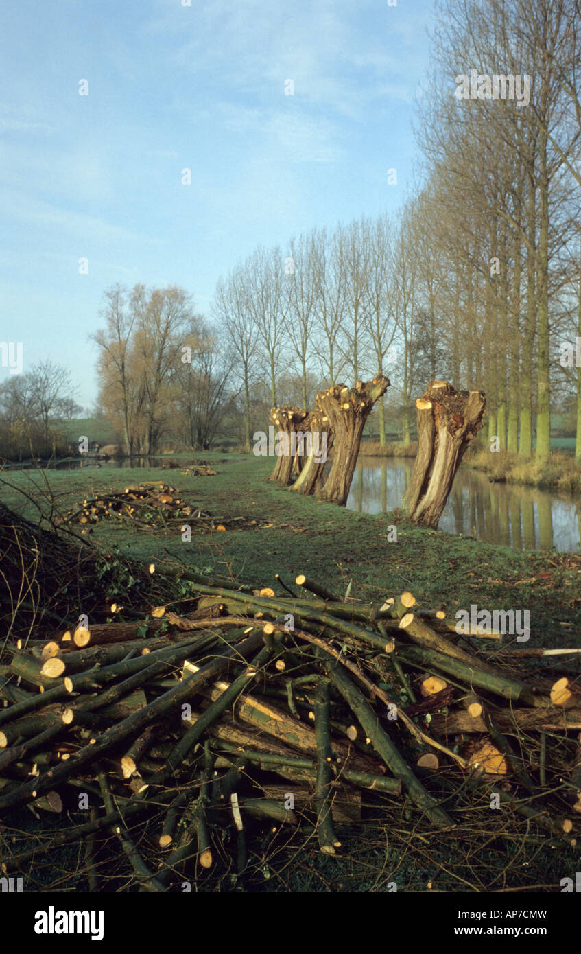Pollarded alberi, Fiume Avon, Malmesbury, Wiltshire, Regno Unito. Foto Stock