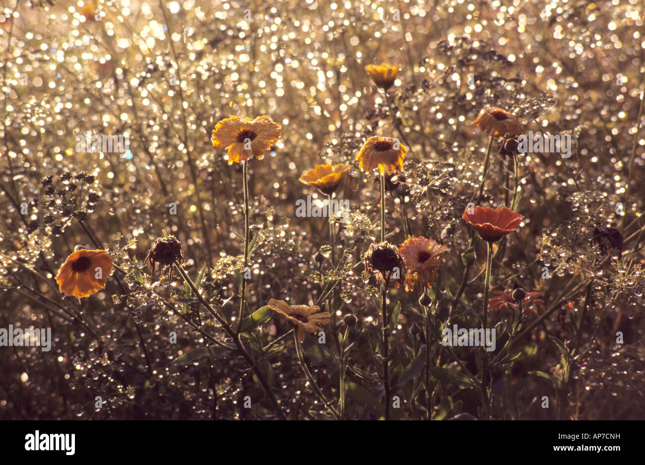 Rugiada di mattina su giardino margherite - Calendula - REGNO UNITO. Foto Stock