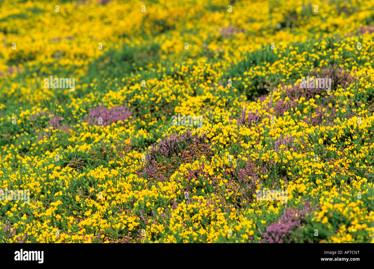 Ginestre ed erica sulla collina gallese, UK. Foto Stock