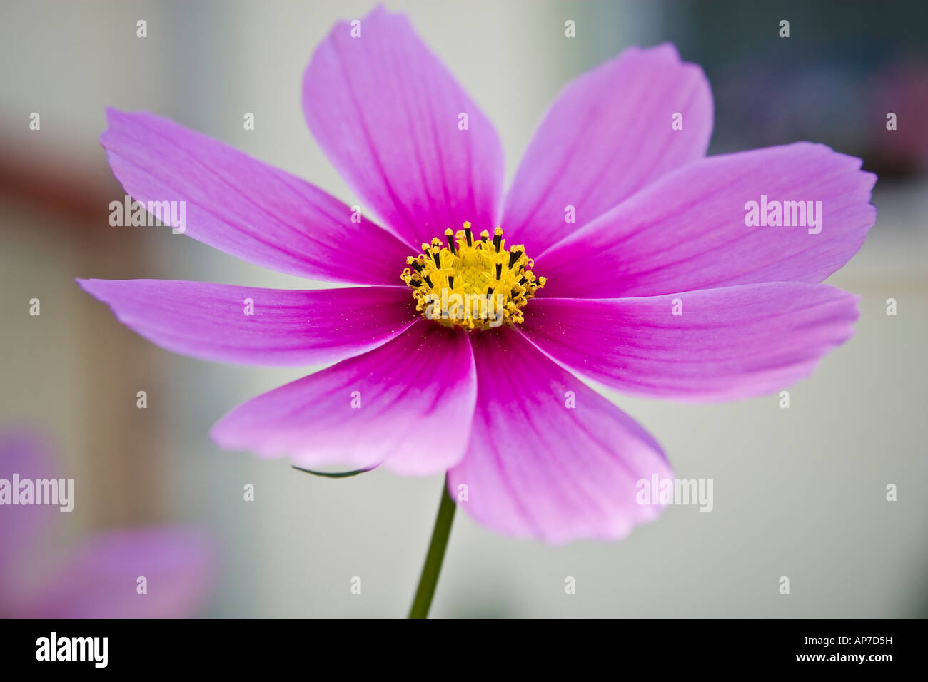 Unico Cosmo rosa fiore in fiore Foto Stock