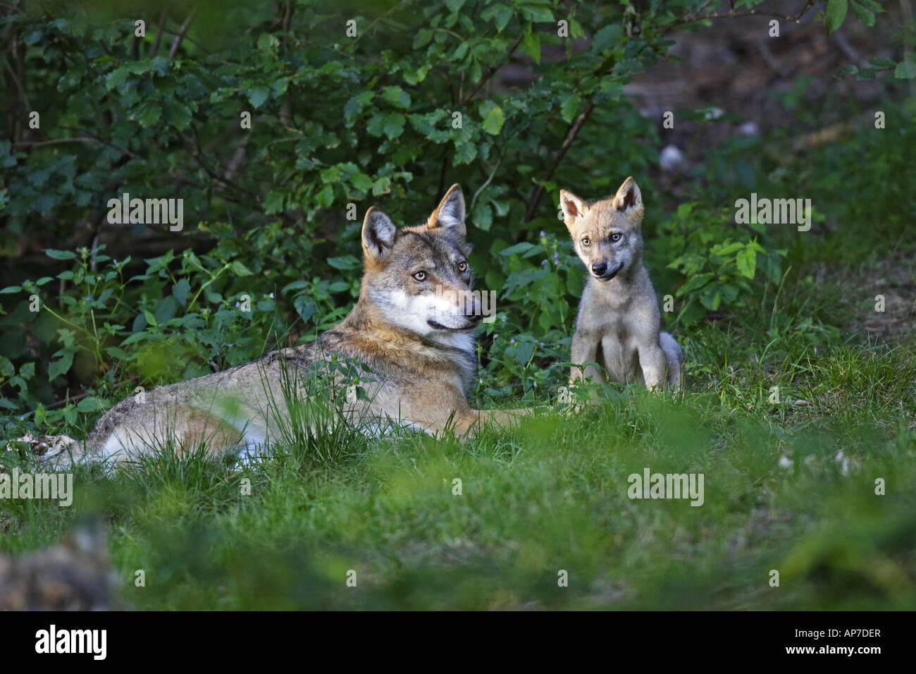 Junger Wolf, bambino, baby, Canis lupus, lupi Foto Stock