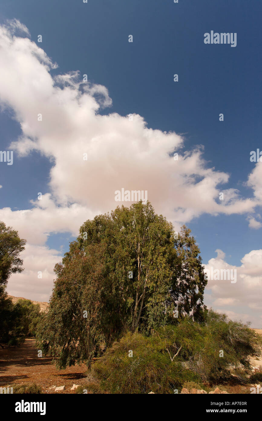 Israele deserto del Negev eucalipto in essere erotaim Foto Stock