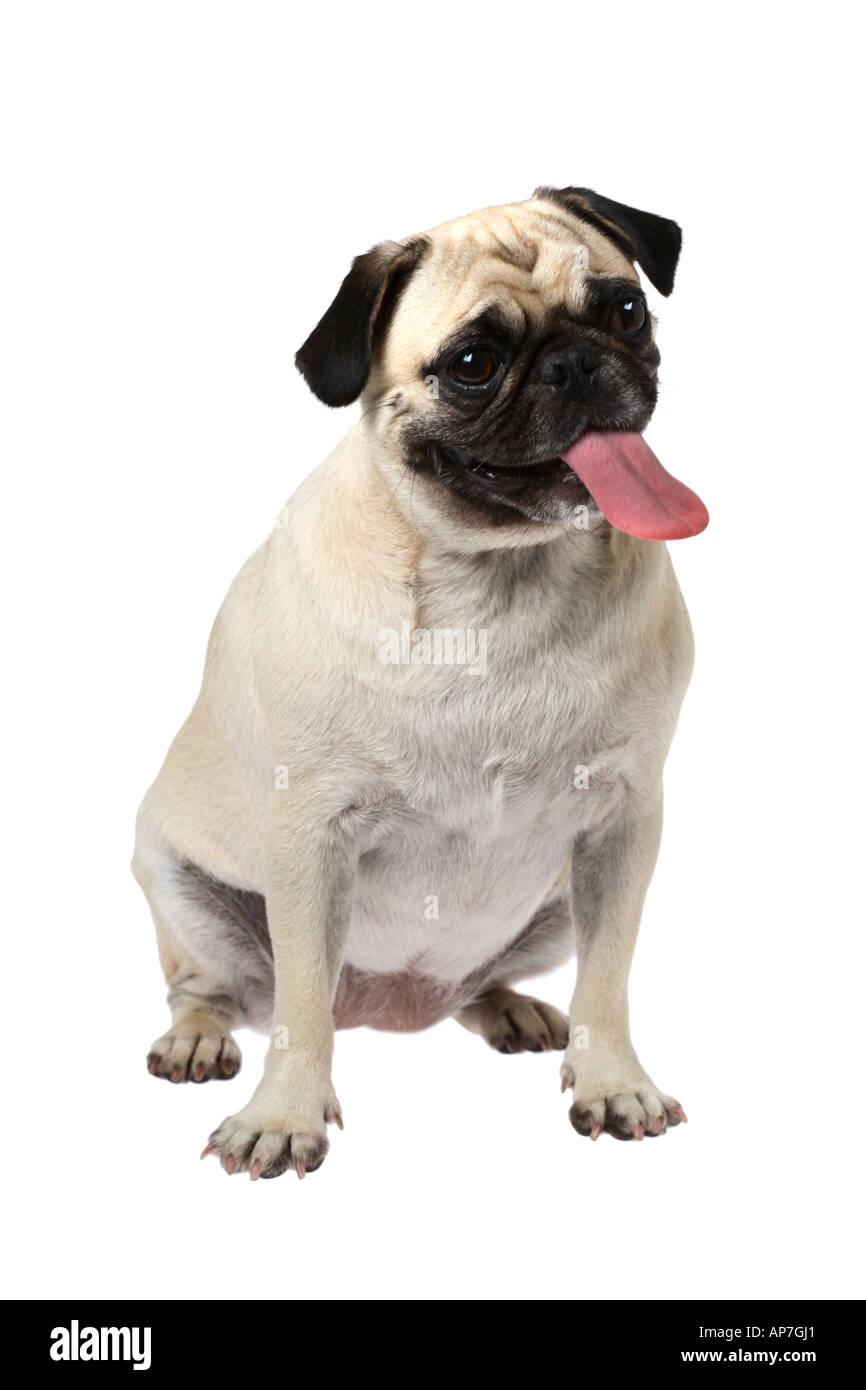 Pug dog con la lingua fuori Foto Stock