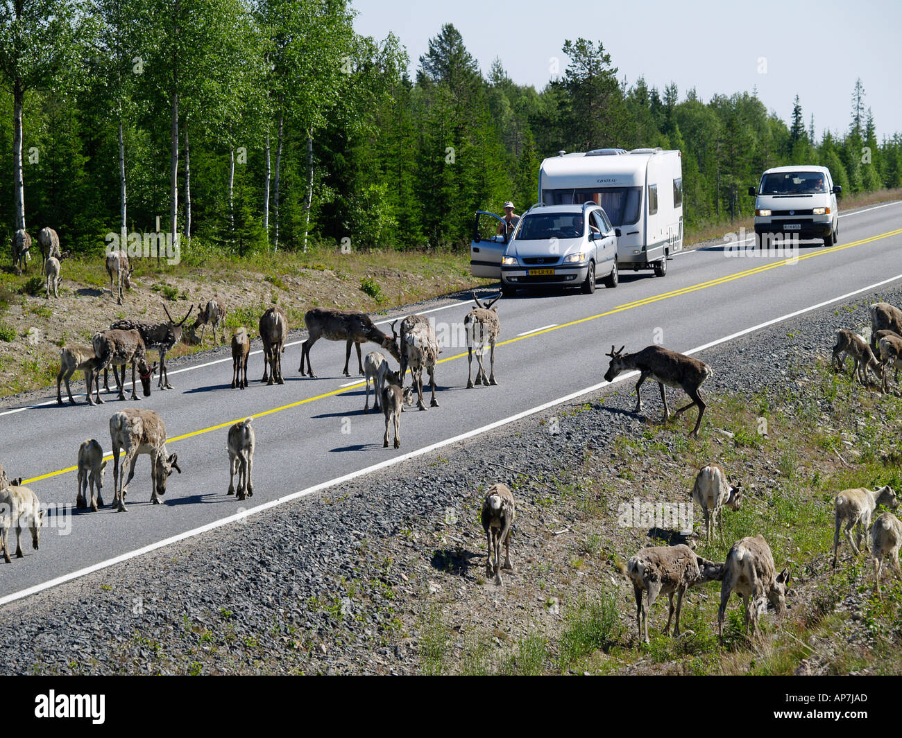 Le renne sulla strada Foto Stock