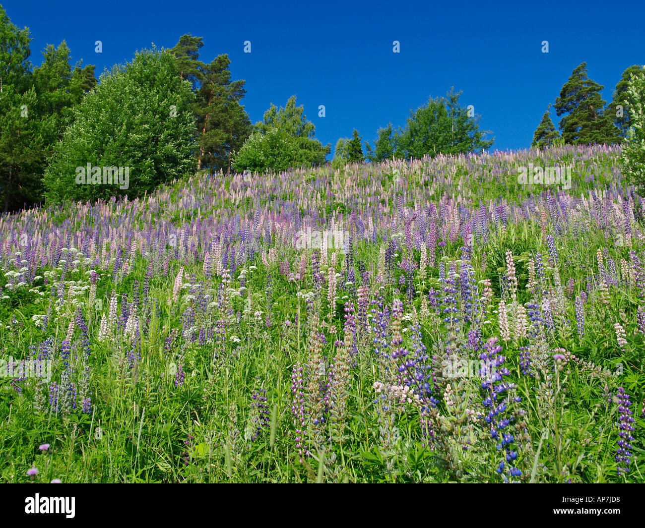 lupini Foto Stock