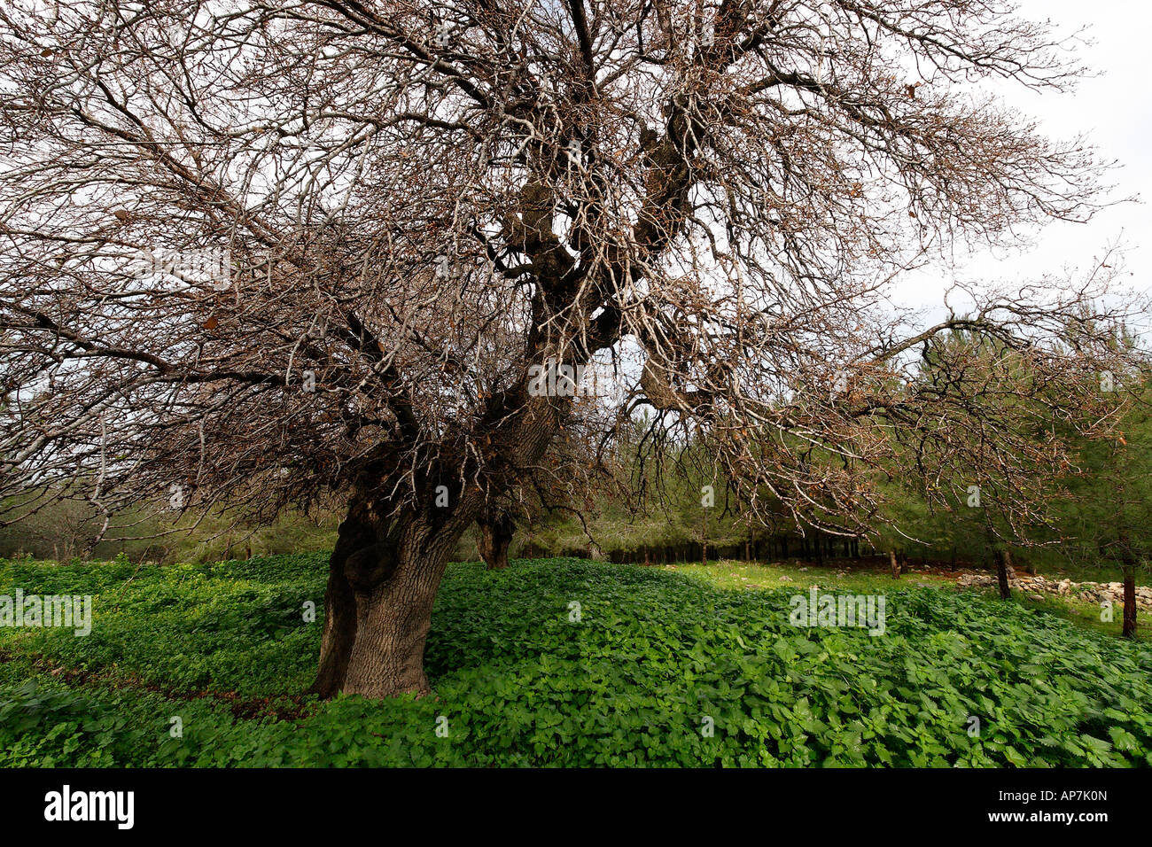 Israele altezze Menashe Monte Tabor Oak Quercus Ithaburensis albero in Tel Alonim Foto Stock