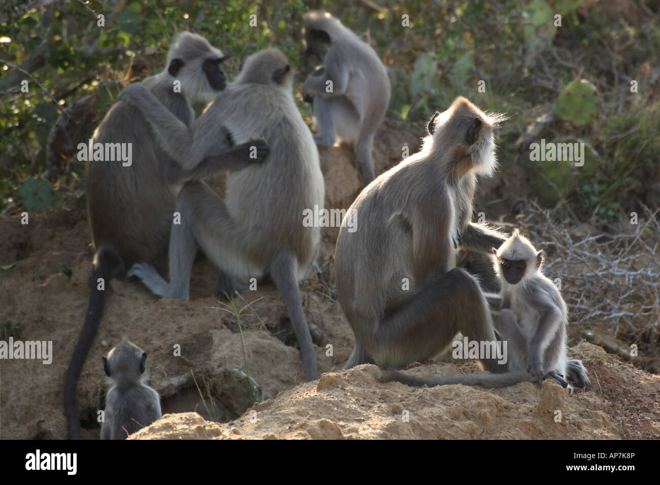 Grigio langurs, aka sacro, Indiano o Hanuman langurs sono scimmie del Vecchio Mondo nativo per il subcontinente indiano Bundala National Park, Sri Lanka Foto Stock