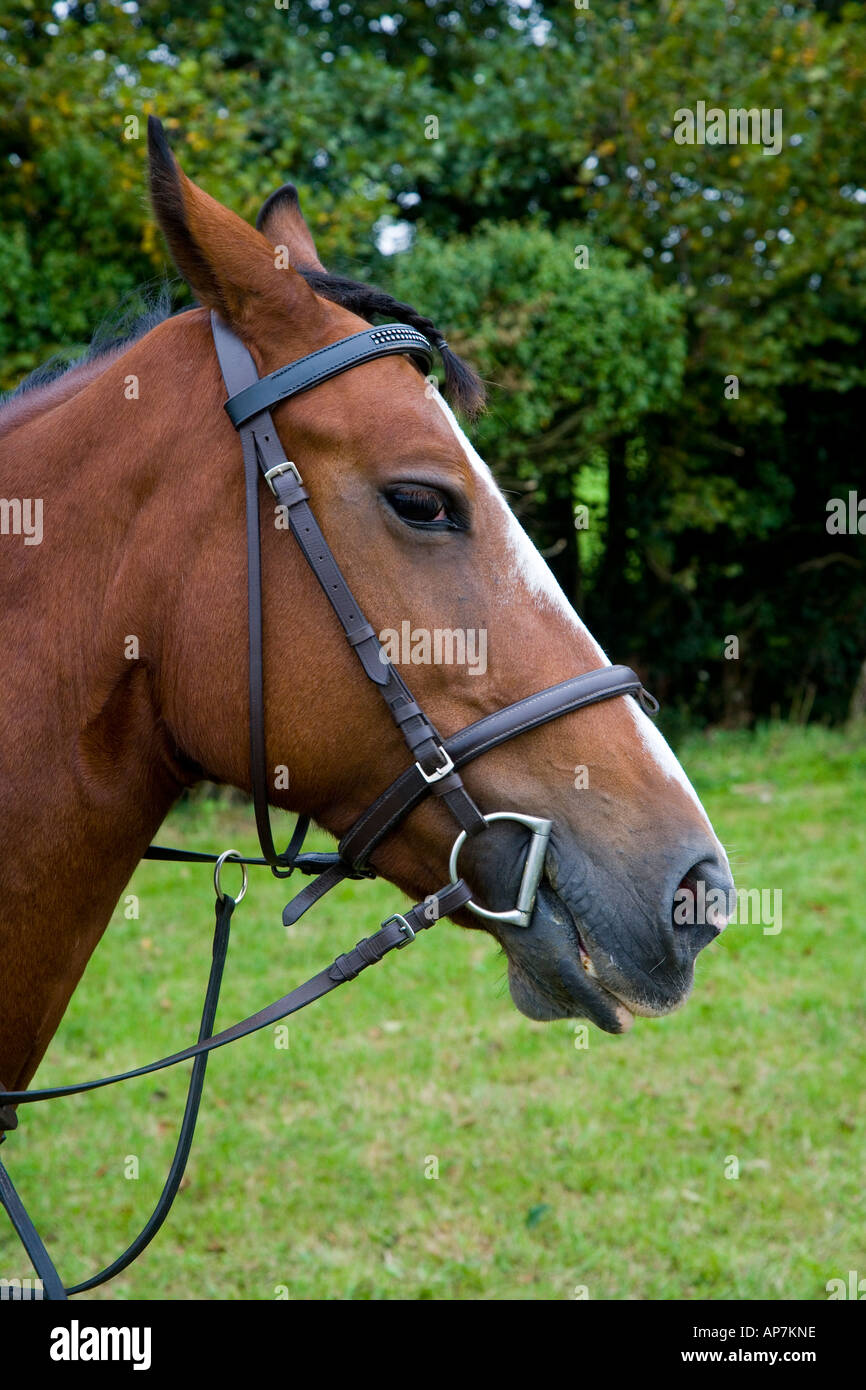 Testa di cavallo con briglia all'aperto Foto Stock