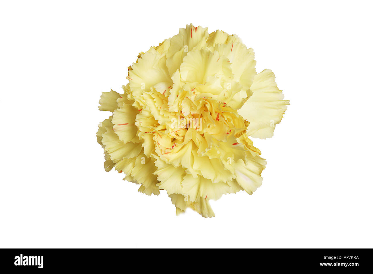 Tagliare fuori di testa di fiori di colore giallo pallido o di garofano rosa Foto Stock