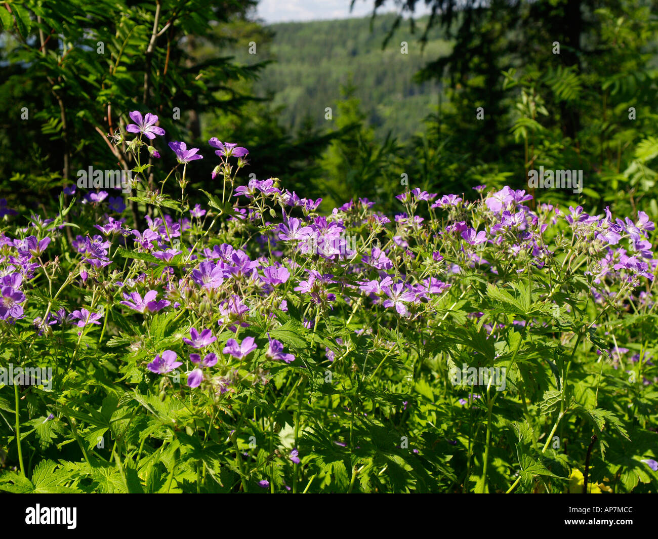 Höga Kusten, natura Foto Stock