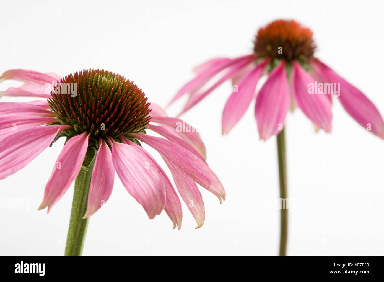 Echinacea porpora viola Coneflower Foto Stock