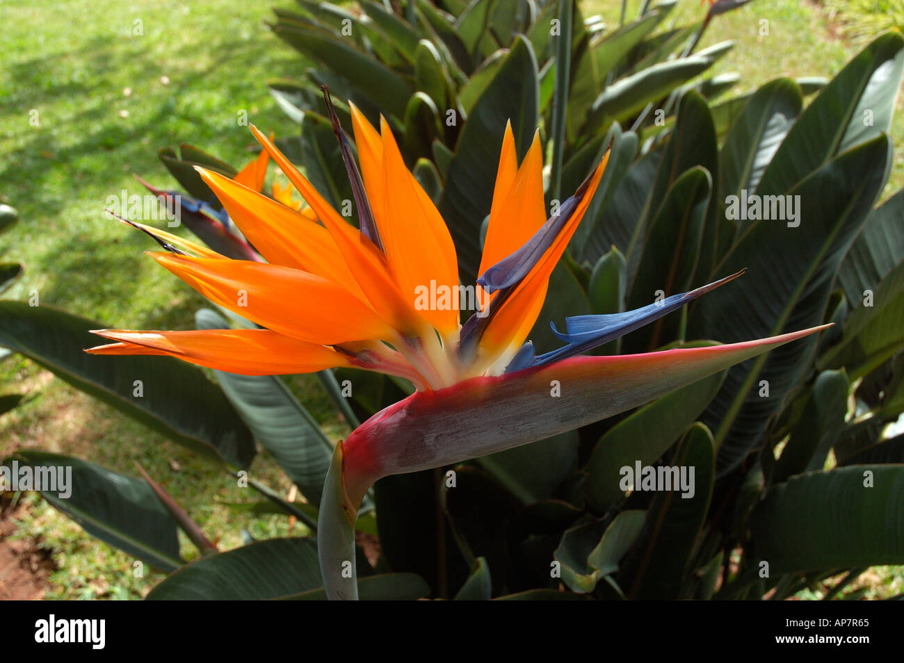Primo piano di arancio uccello di paradiso fiori strelitzia strelitziaceae Madeira Portogallo Europa UE Foto Stock