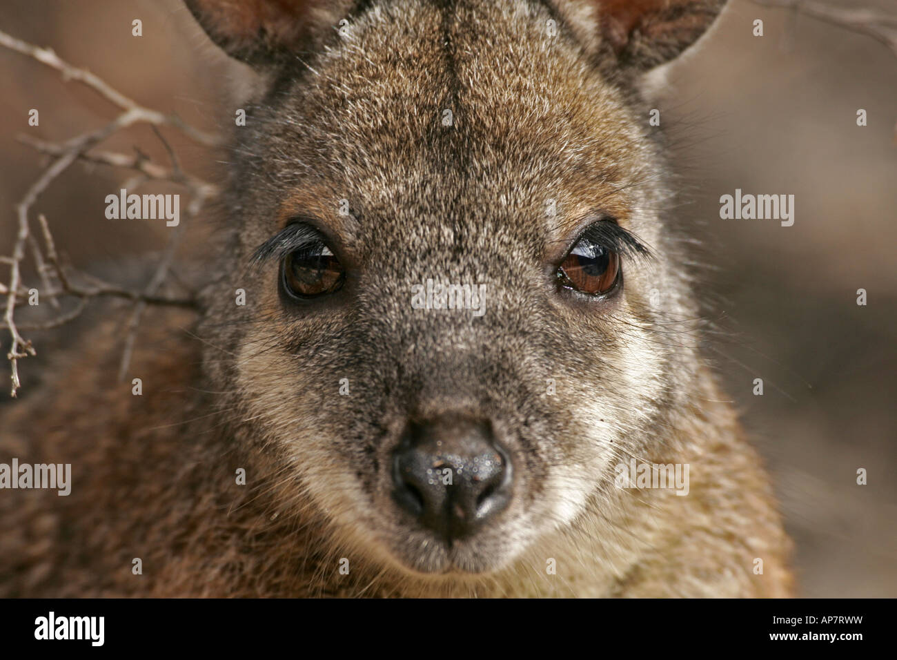 Tammar Wallaby,anche noto come la dama wallaby o darma wallaby, Kangaroo Island, South Australia, Australia Foto Stock