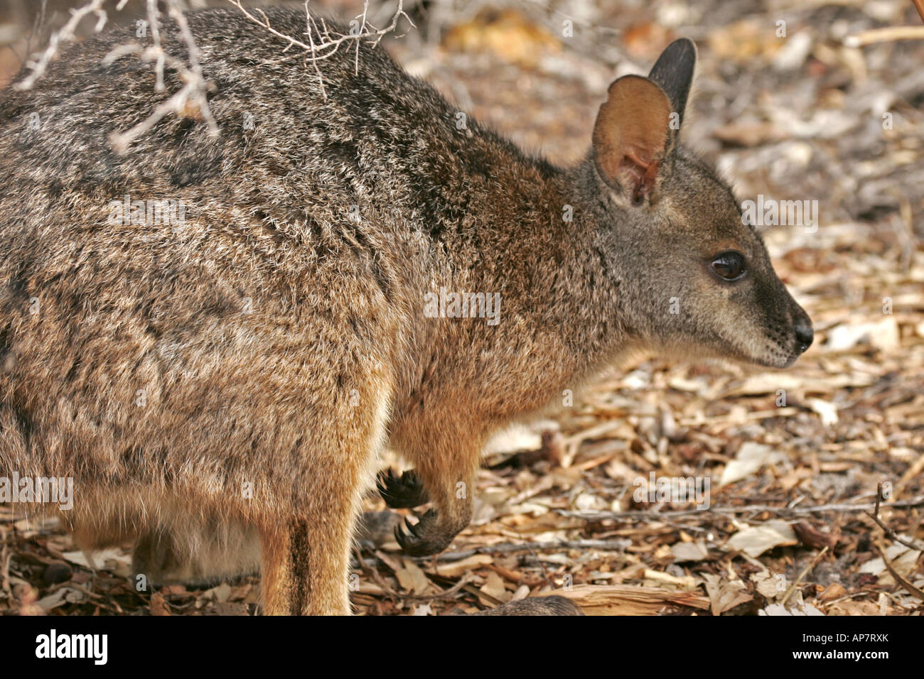 Tammar Wallaby,anche noto come la dama wallaby o darma wallaby, Kangaroo Island, South Australia, Australia Foto Stock