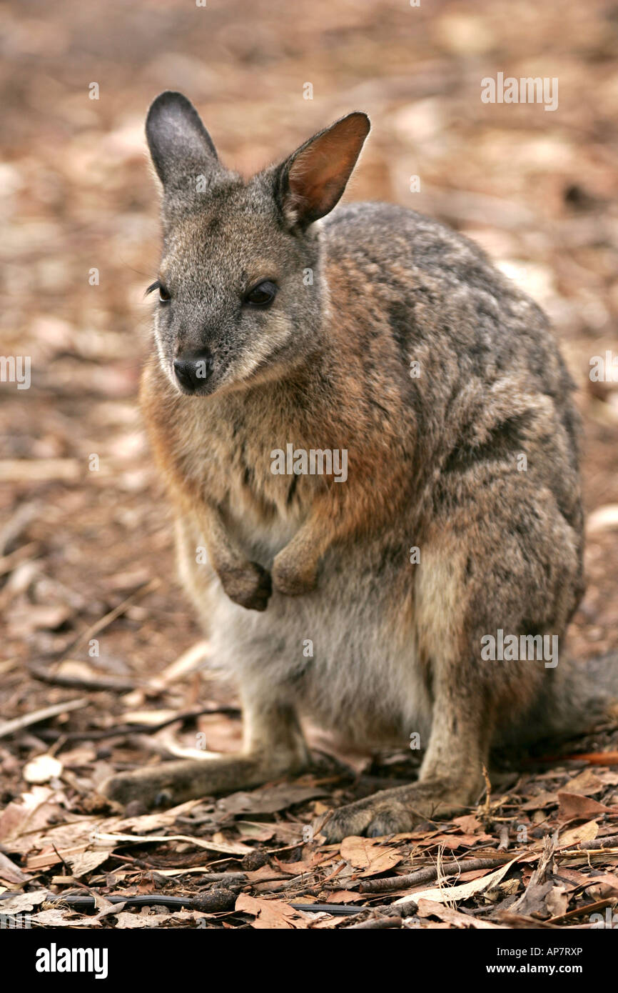 Tammar Wallaby,anche noto come la dama wallaby o darma wallaby, Kangaroo Island, South Australia, Australia Foto Stock