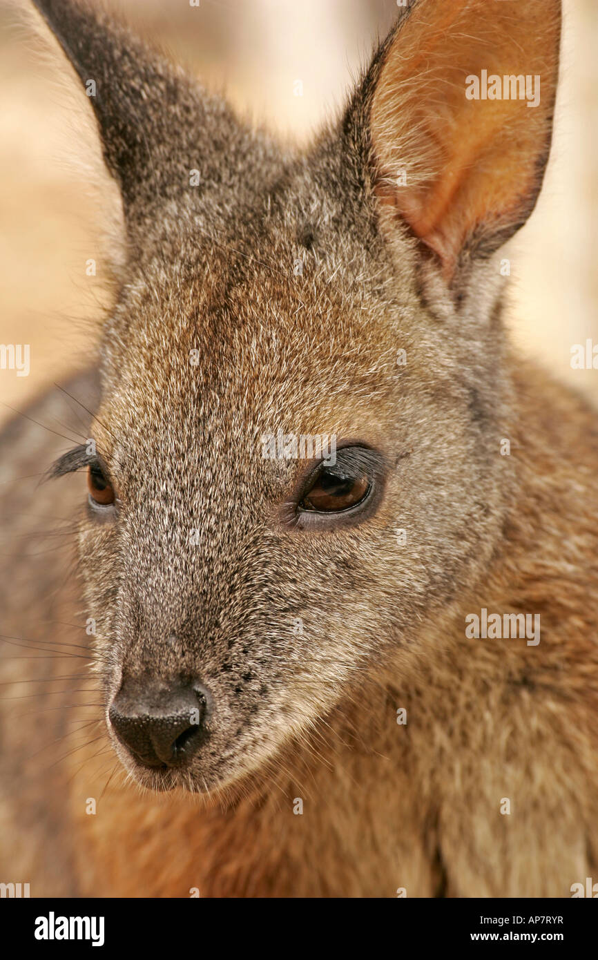 Tammar Wallaby,anche noto come la dama wallaby o darma wallaby, Kangaroo Island, South Australia, Australia Foto Stock
