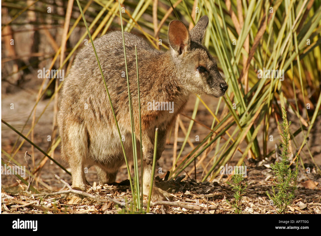Tammar Wallaby,anche noto come la dama wallaby o darma wallaby, Kangaroo Island, South Australia, Australia Foto Stock