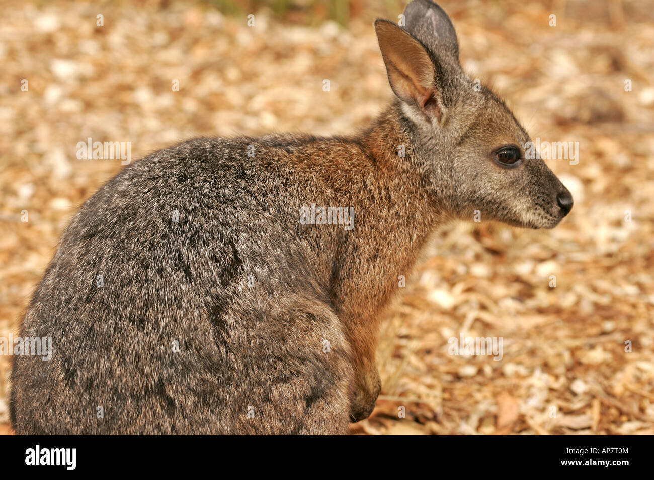 Tammar Wallaby,anche noto come la dama wallaby o darma wallaby, Kangaroo Island, South Australia, Australia Foto Stock