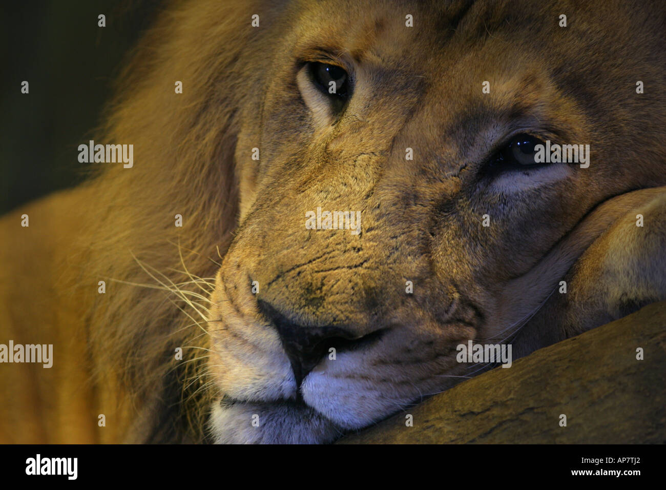 Maschio di leone africano panthera leo p parole chiave maschio di leone panthera leo ritratto close up stock foto foto immagine immagini pictu immagine Foto Stock