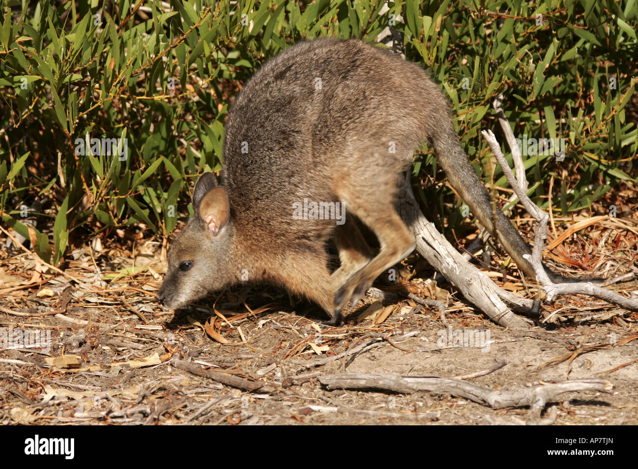 Tammar Wallaby, passeggiate, Kangaroo Island, Hanson Bay Wildlife Sanctuary, South Australia, Australia Foto Stock