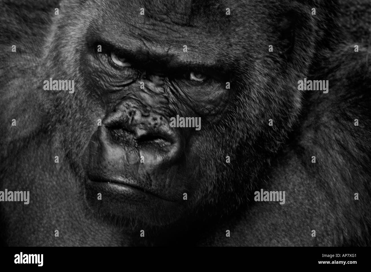 Western pianura gorilla gorilla gorilla gorilla ritratto di testa ritratto animale primate ape close up volto ritratto aspetto minaccioso f Foto Stock