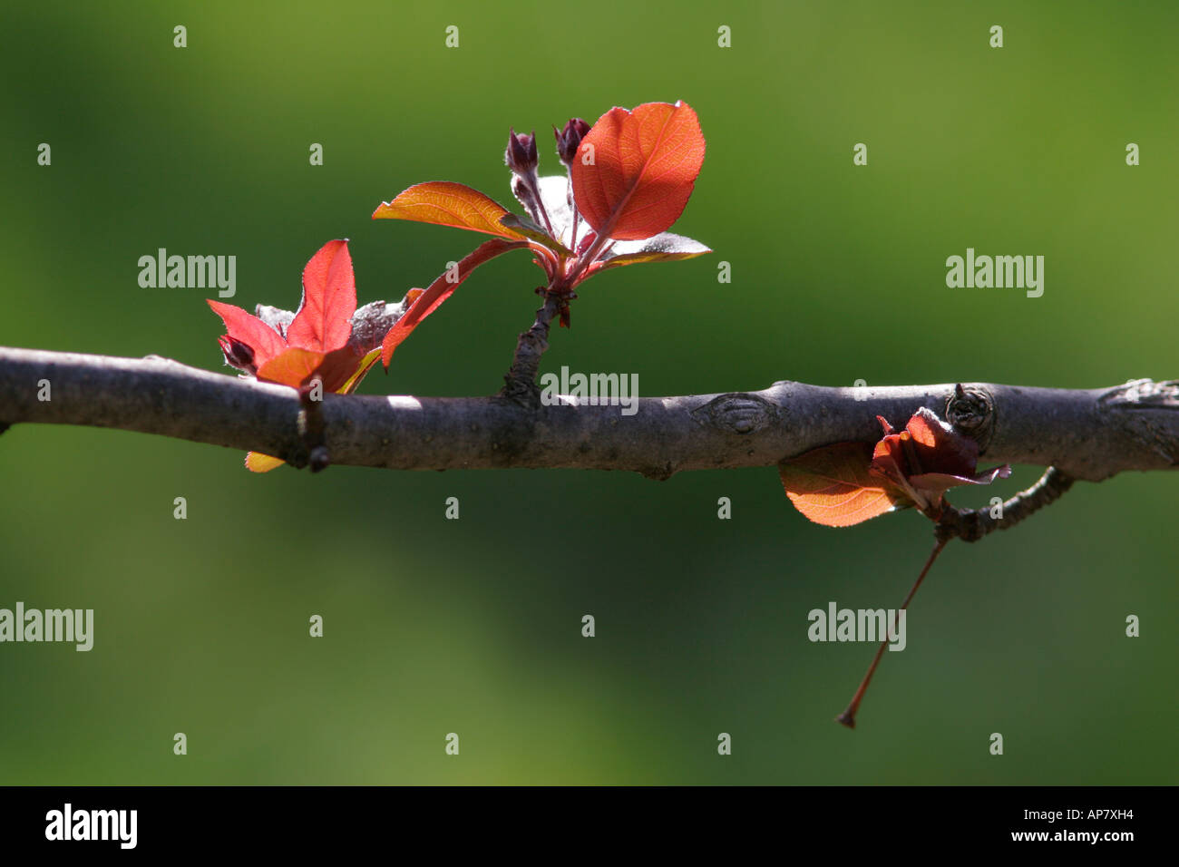 P stock photo 157 7973 fioritura il ramo del cardinale crabapple tree malus cardinale in primavera la foto in orizzontale Foto Stock