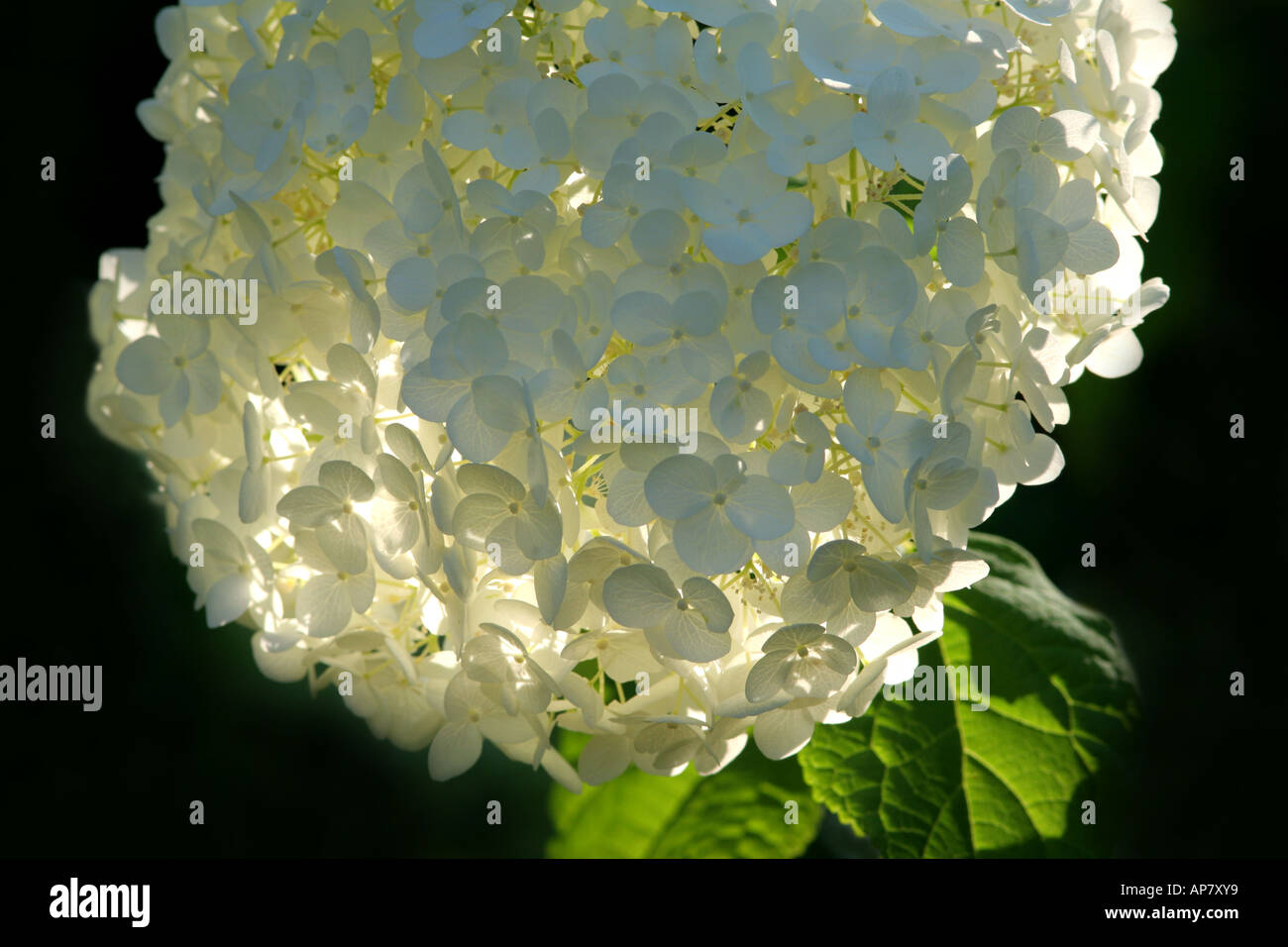 Hydrangea hydrangea arborescens anabelle hydrangeaceae canon 300mm f4 parole chiave ortensie fiore fiori piante vegetali giardino gar Foto Stock