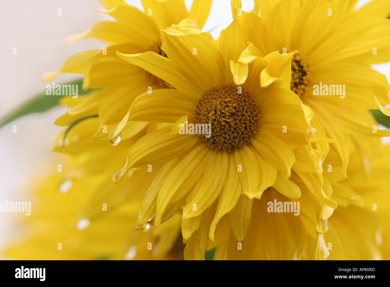 Massimiliano girasole santa fe helianthus maximilianii asteraceae p parole chiave Massimiliano girasole santa fe helianthus maximiliani Foto Stock