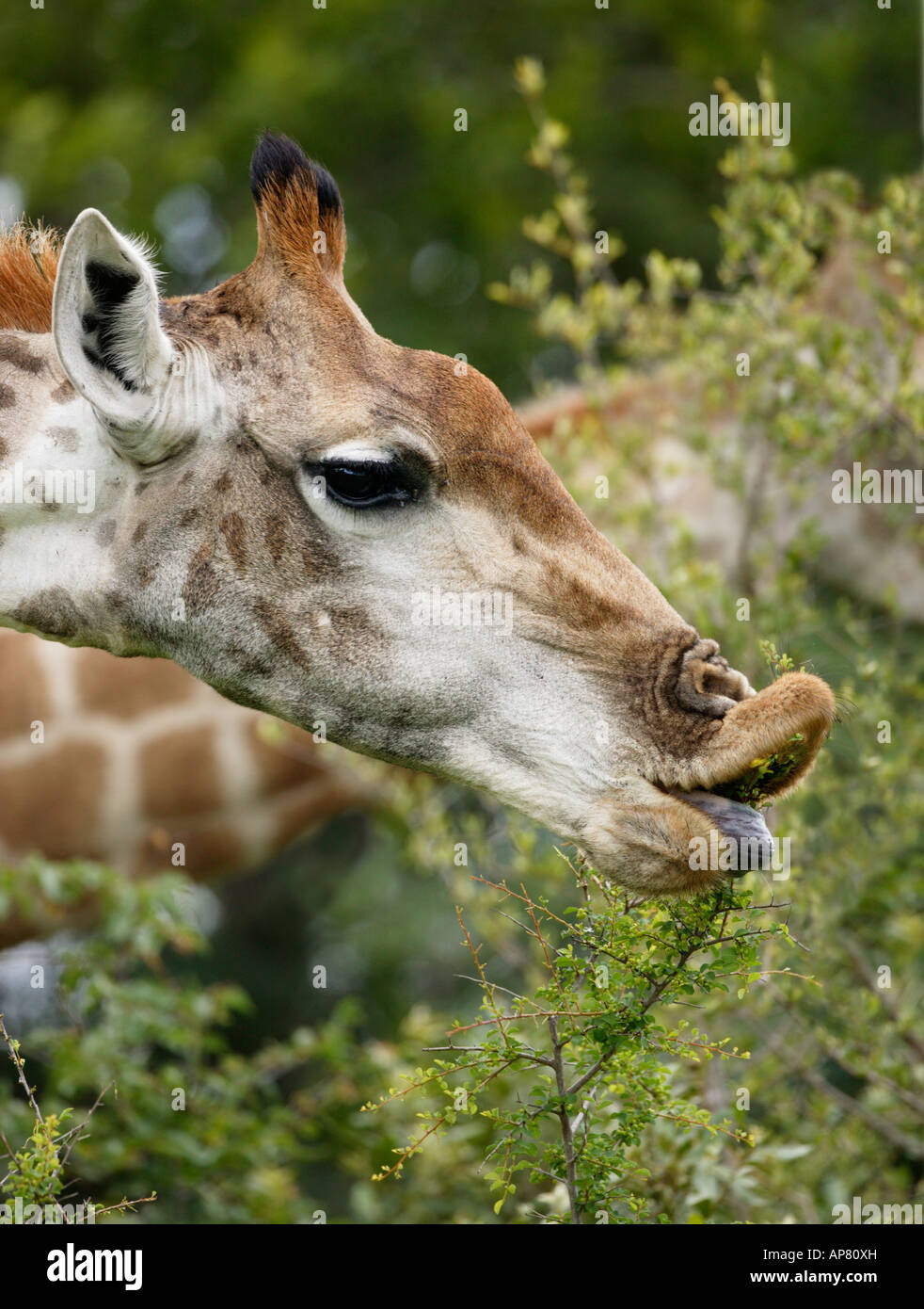 Primo piano di una giraffa con orlo arrotolato con la sua linguetta da tirare una diramazione verso la sua bocca mentre si alimenta su un arbusto Foto Stock