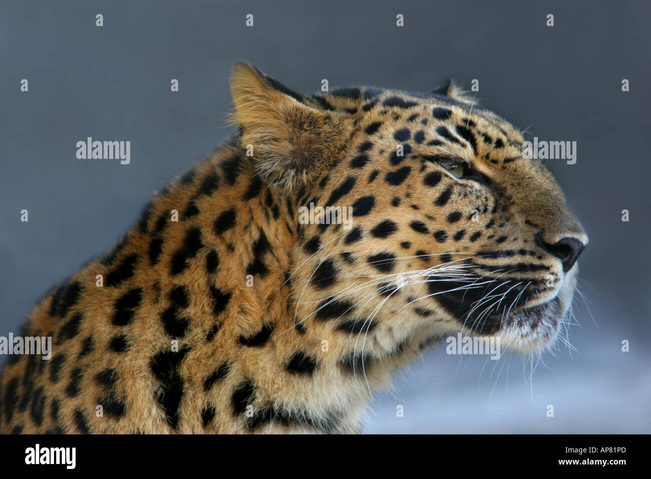 Femmina di amur leopard panthera pardus orientalis p parole chiave amur femmina leopard panthera pardus orientalis gatto femmina felina beaut Foto Stock