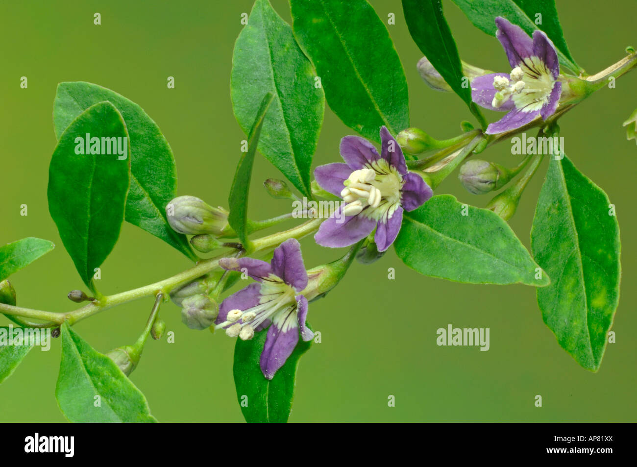 Boxthorn, Wolfberry Cinese (Lycium barbarum), fioritura ramoscello Foto Stock