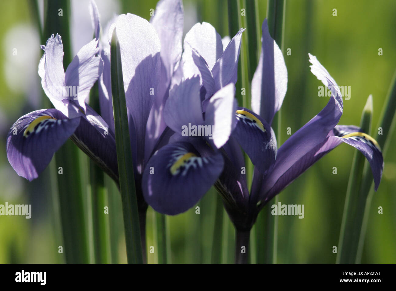 Compensate blu iris iris reticolare armonia Iris reticulata iris springflower molla lampadina di fiori selvaggi orizzontale fotografia a colori photod Foto Stock