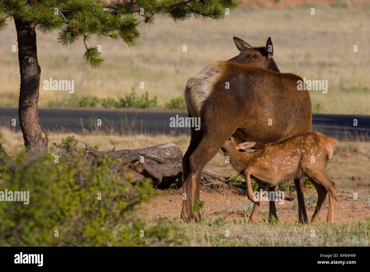 Cervus canadensis elk o infermieristico wapiti giovani nel Parco Nazionale delle montagne rocciose, colorado Foto Stock