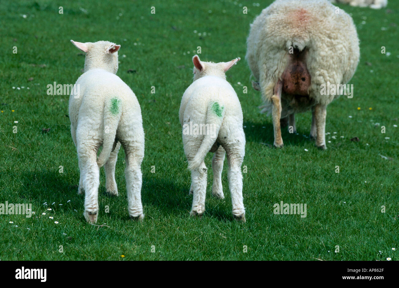Due agnello in piedi sul prato Foto Stock