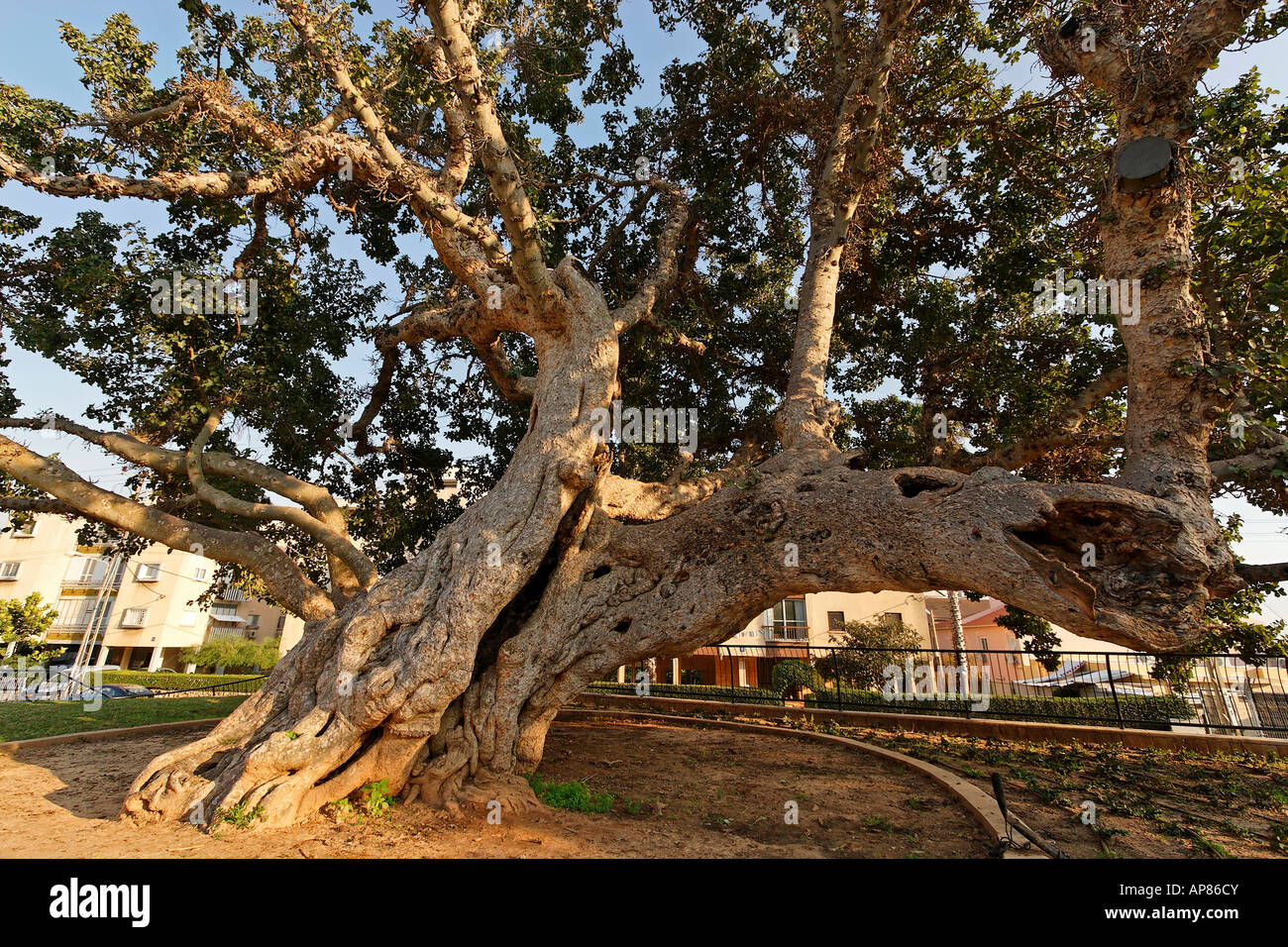 Sicomoro Ficus Sycomorus Natania nella regione di Sharon Israele Foto Stock