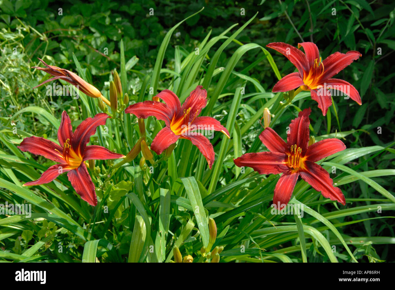 Daylily arancione, Bruno Daylily, Tiger Lily, Fossato Lily (Hemerocallis fulva9, piante da fiore Foto Stock