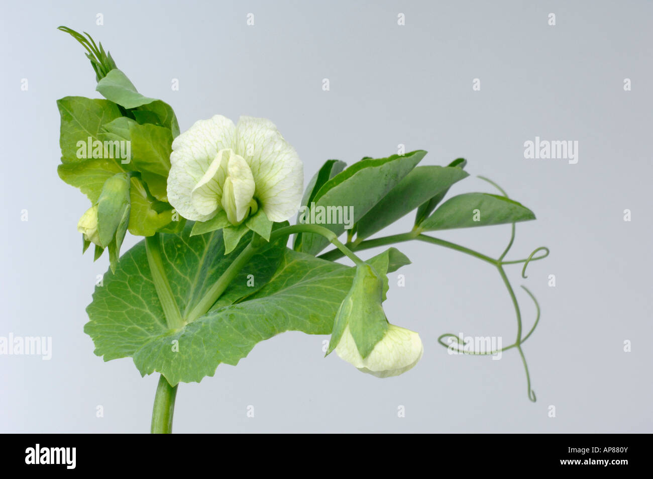 Pisello (Pisum sativum ssp sativum) ramoscello con foglie e fiori studio immagine Foto Stock